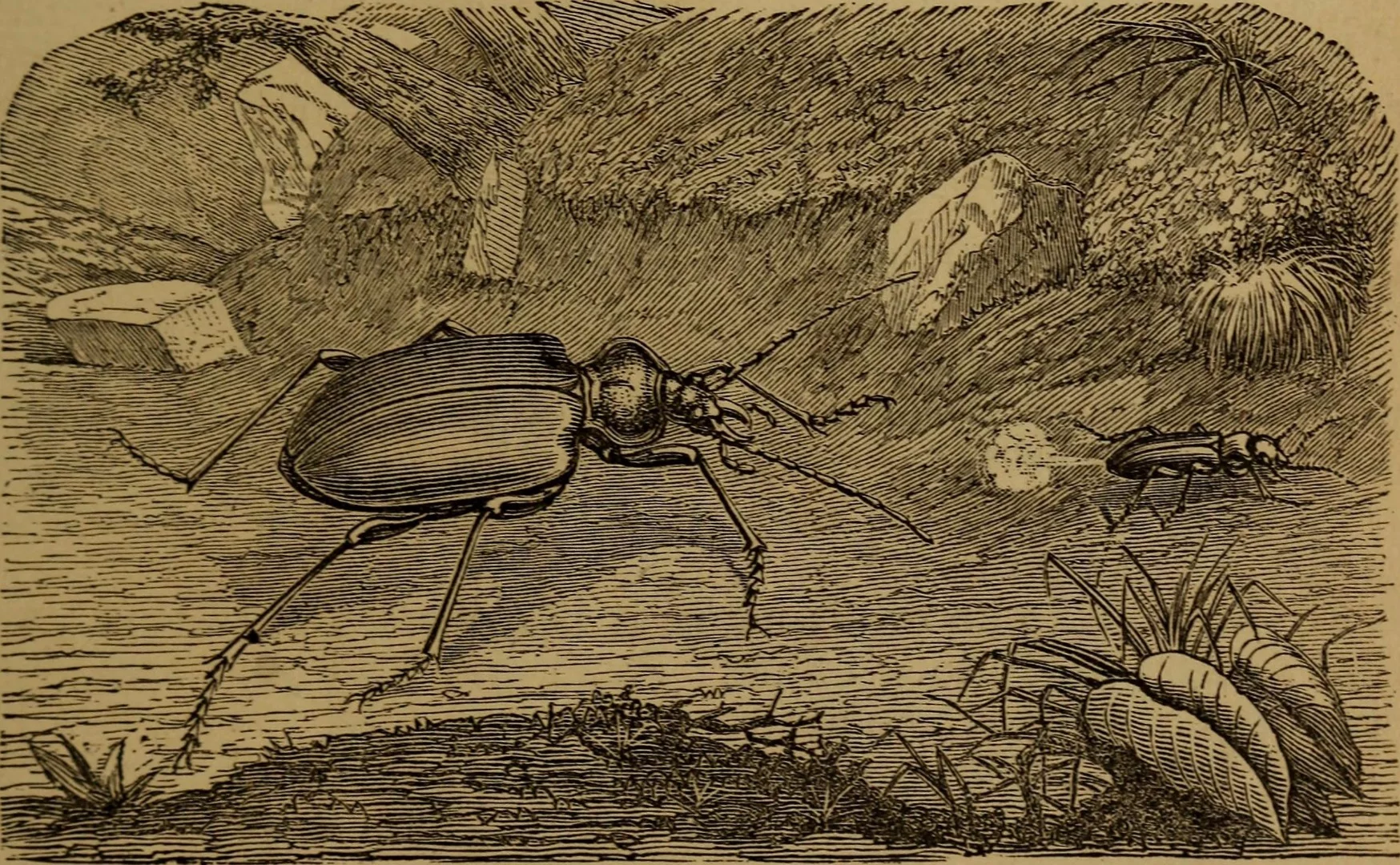 The Bombardier beetle discourages attackers by firing a noxious spray from its rear end