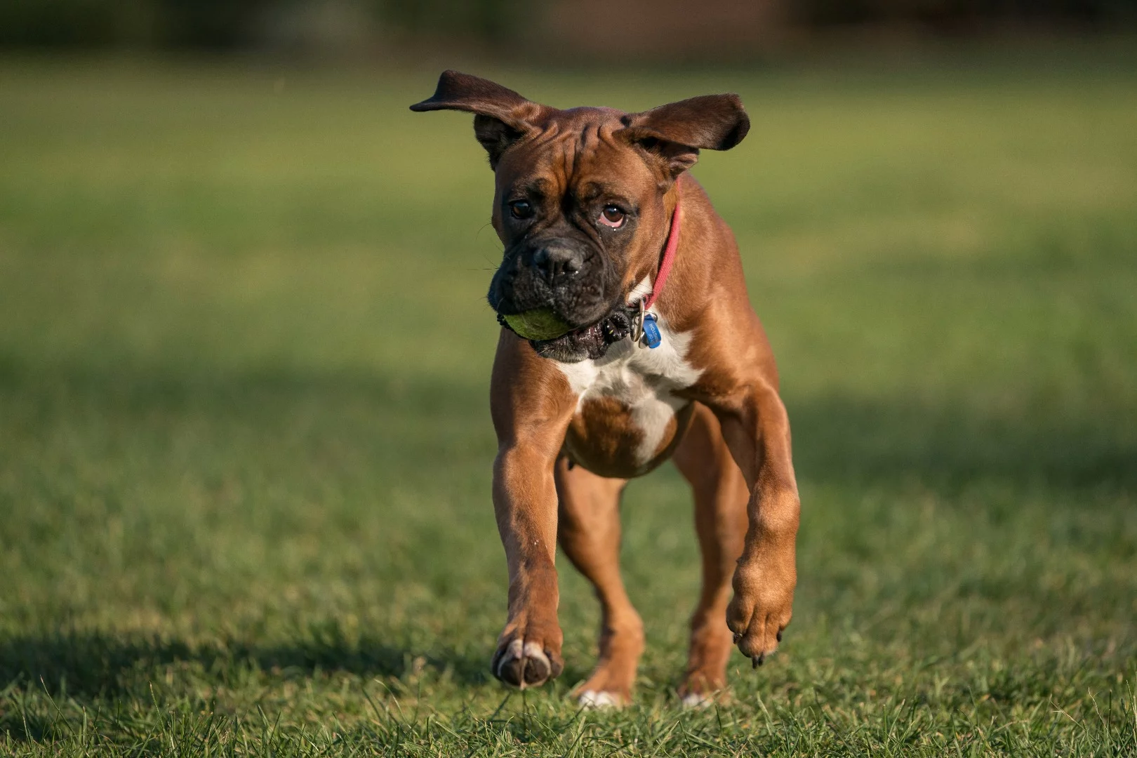 Sony a9 sample shot: ISO 100, f/2.8, 1/1600 sec