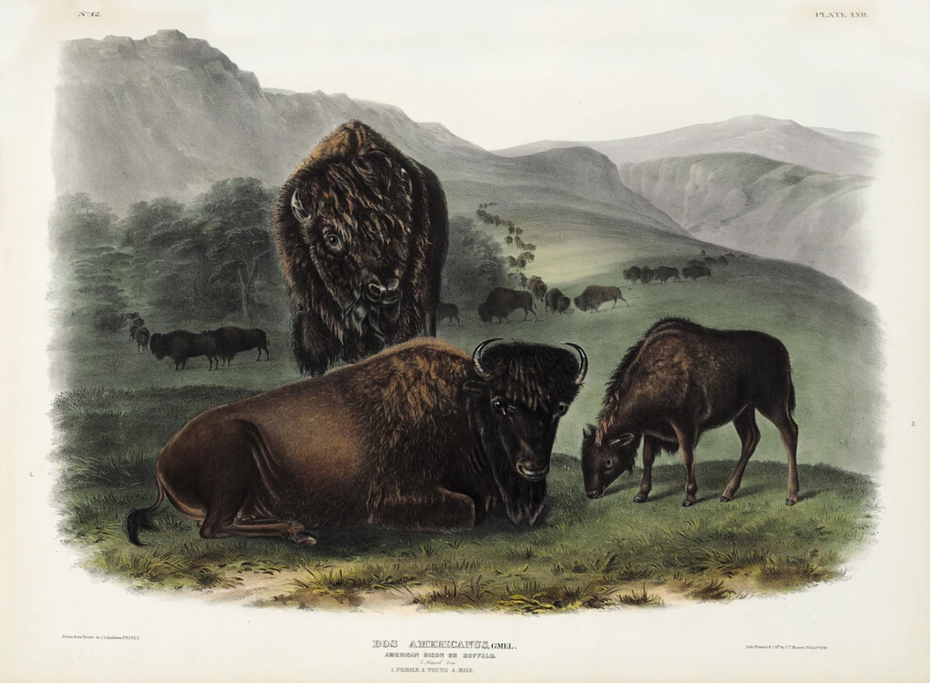 $348,500 | The Viviparous Quadrupeds of North America by John James Audubon & Rev. John Bachman | Auction House: Christie's | Sale price: US$348,500| Official Estimate: US$200,000 to $300,000 | Date of sale: June 14, 2018