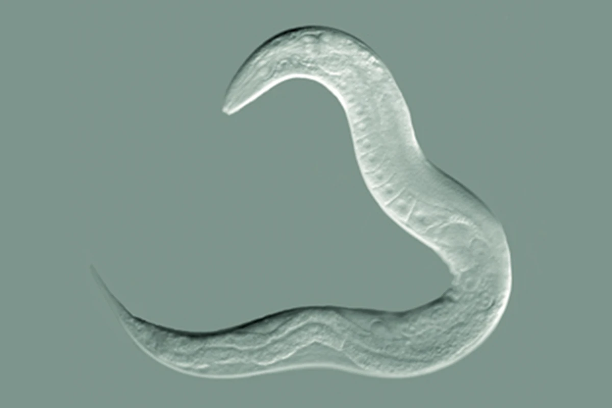 The worm species C. elegans has been found to pass down learned behaviors through four generations