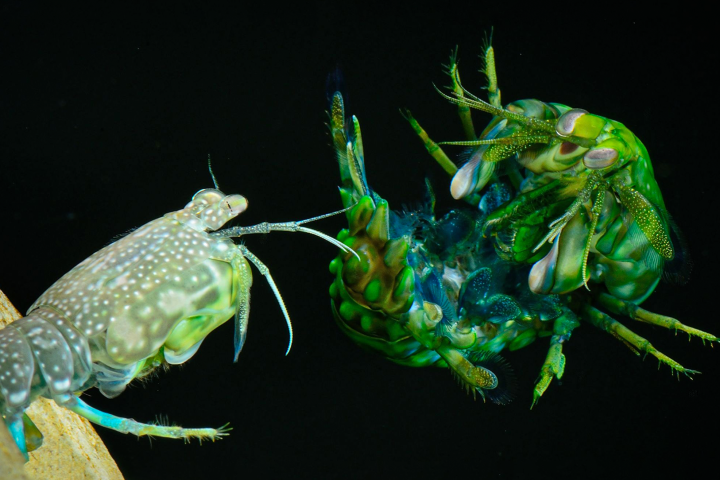 The mantis shrimp call this move the 'telson coil'