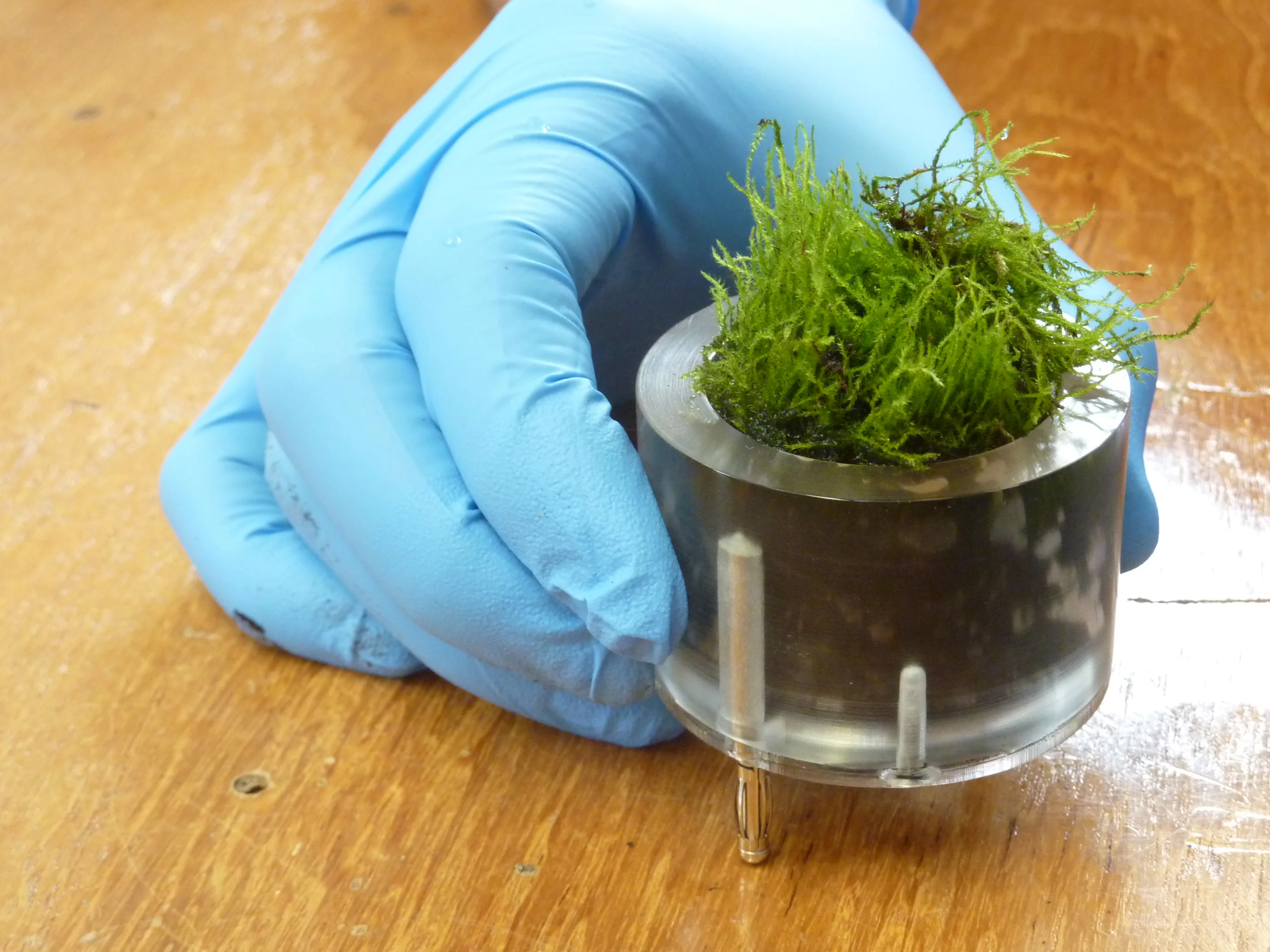 One of the pots that make up the Moss Table