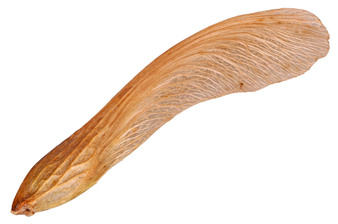 A maple leaf seed, aka a samara – monocopters based on this seed have utilized mechanisms such as wing flaps to steer, and used cameras that transmit one frame every revolution for relatively stable real-time video