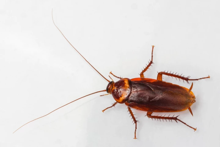 A new Japanese study reveals that the female American cockroach's penchant for co-operation could explain why there are so many of them