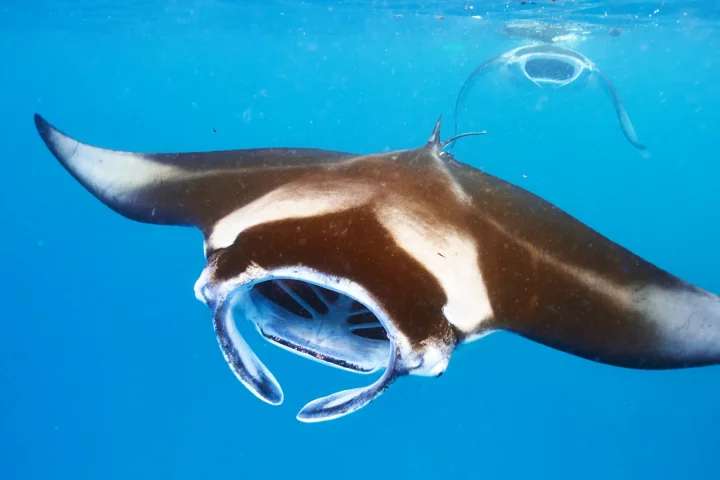 A manta ray, with its gill rakers visible through its open mouth