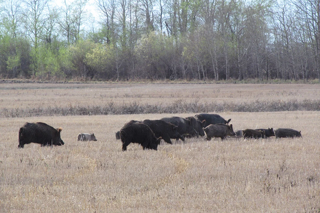 Female adults and offspring; the super-pig coat coloring is lighter than the Eurasian boar