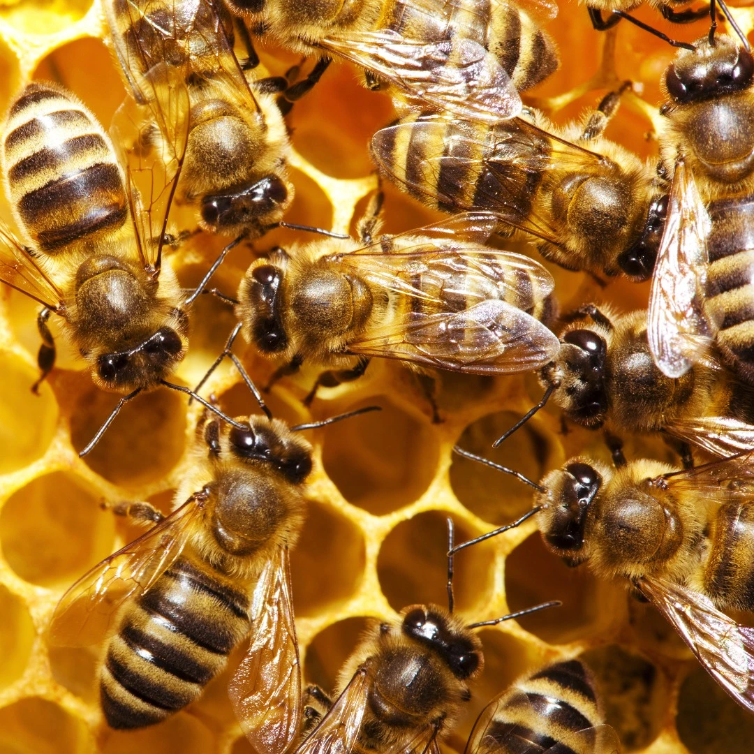 Researchers at QMUL have discovered that bees can be taught to pull a string for food, a behavior previously thought too advanced for insects