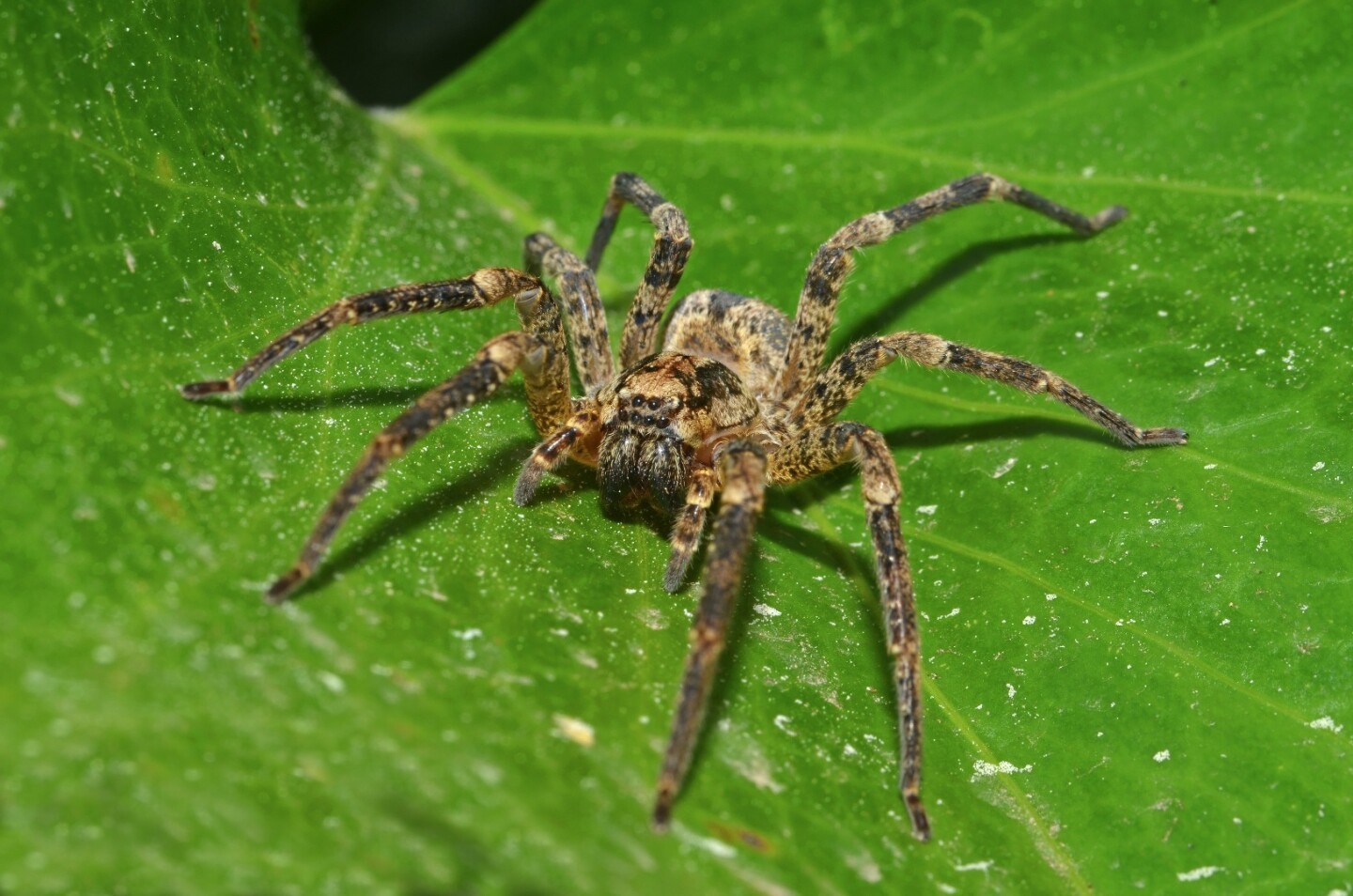 Study Spiders Eat More Annually Than Weight Of All Human Adults