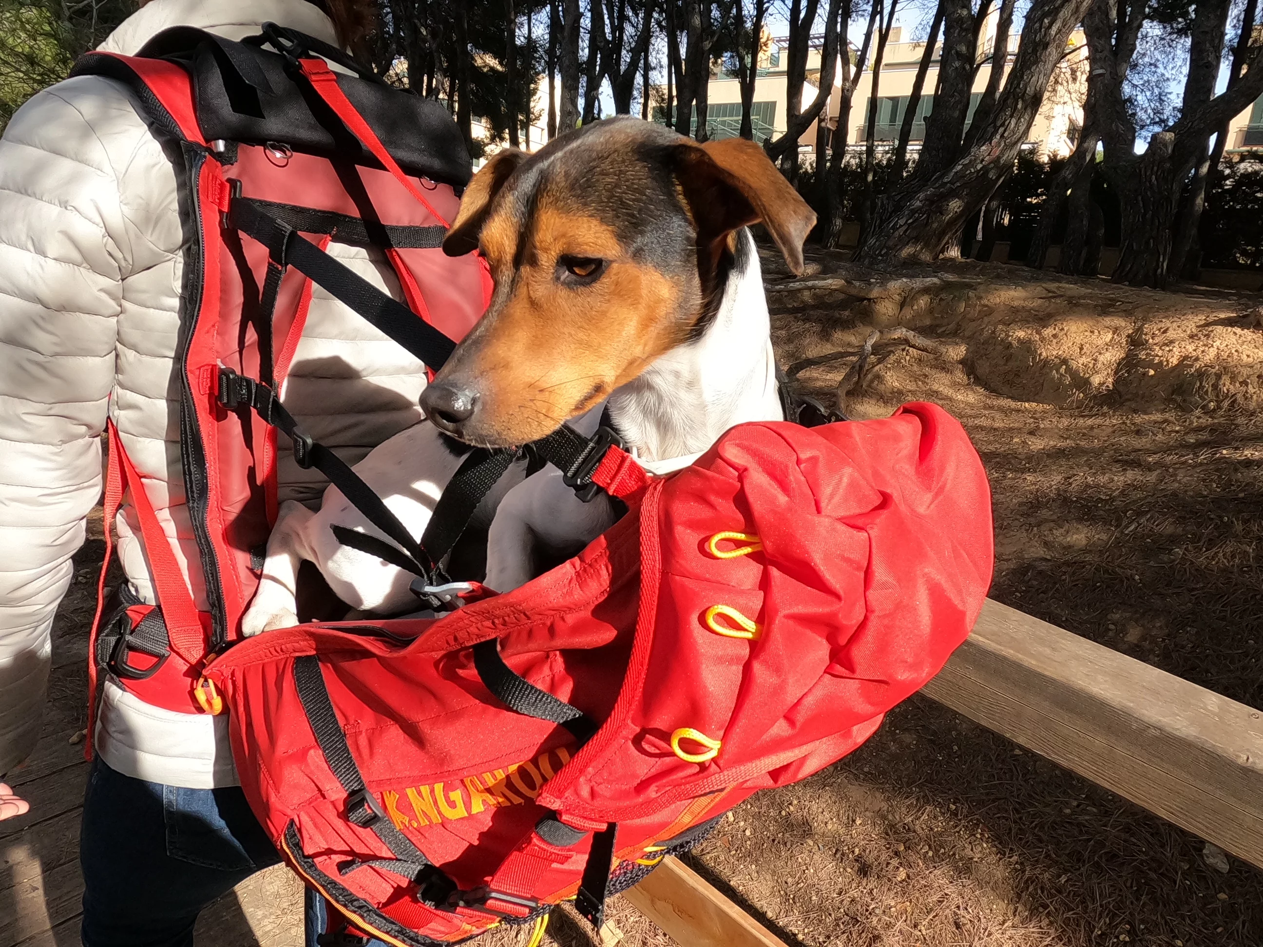 The Roo backpack, totin' a dog