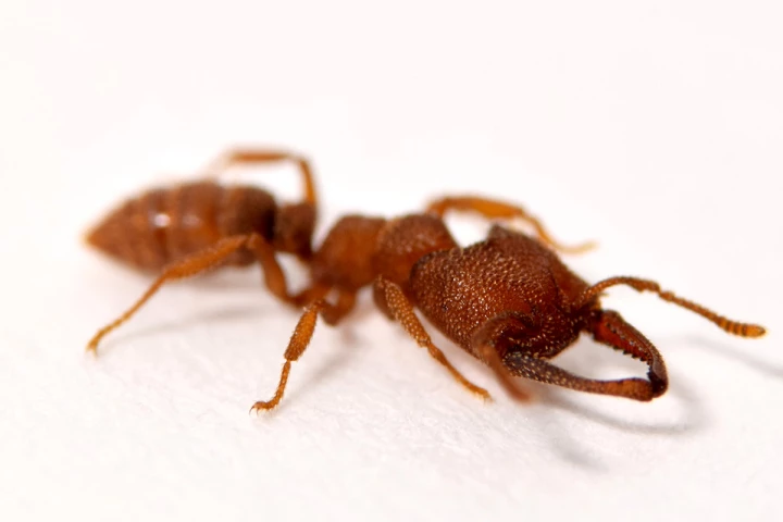 A rare species of Dracula ant, known as Mystrium camillae, has snapped up the record for fastest animal movement