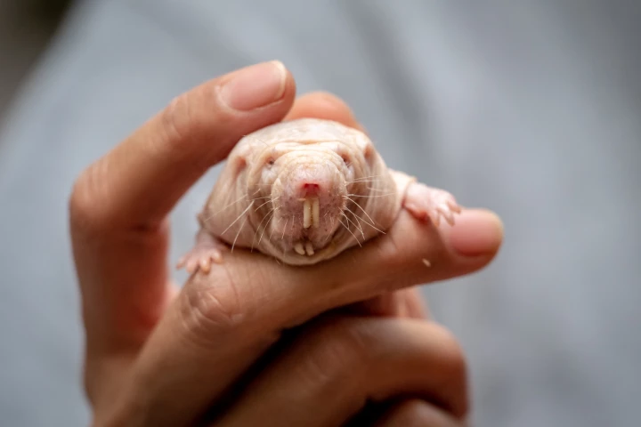 These animals live underground for around 37 years