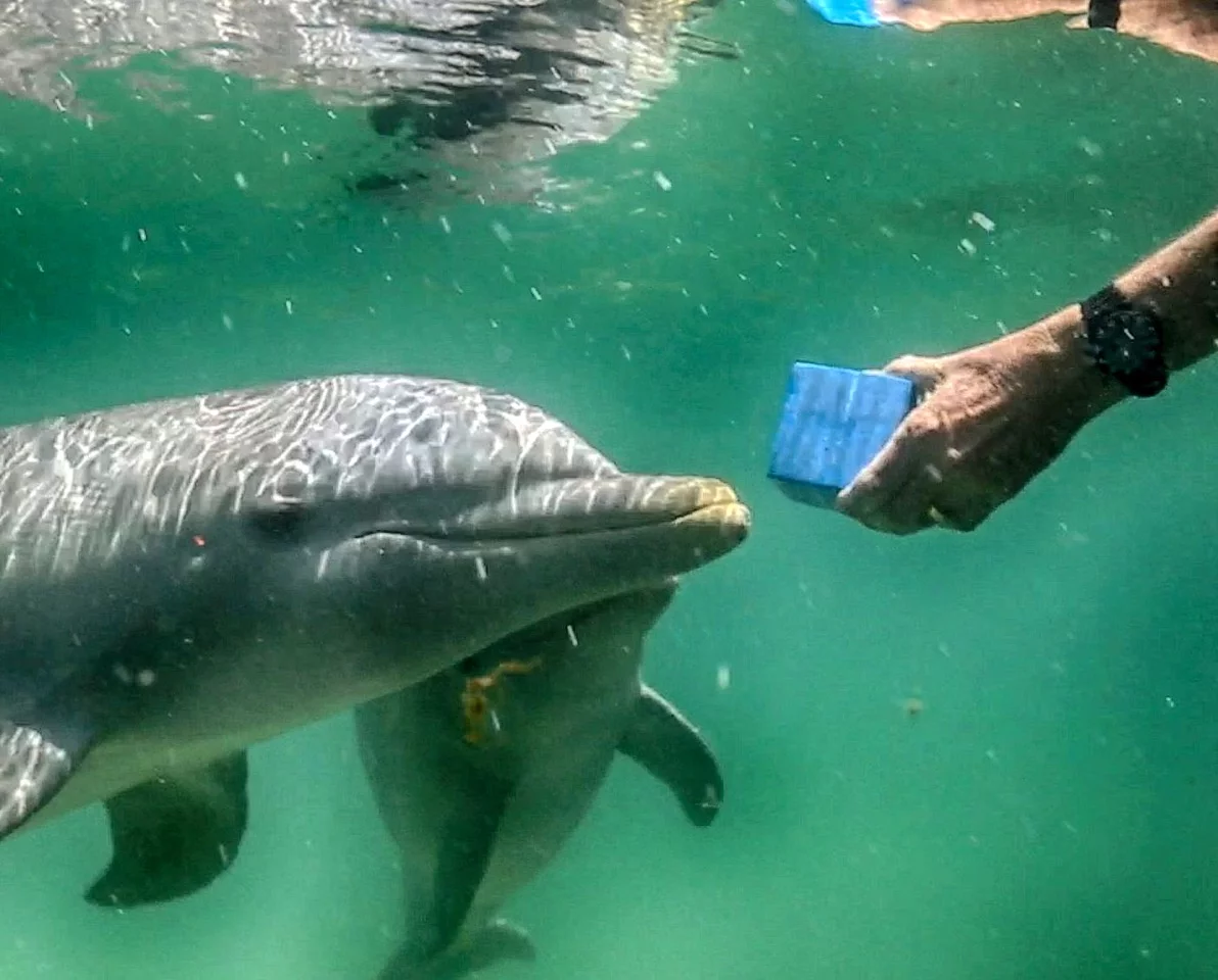 Dolphins were recorded echolocating on human-made objects such as cubes, crosses, flowerpots etc.