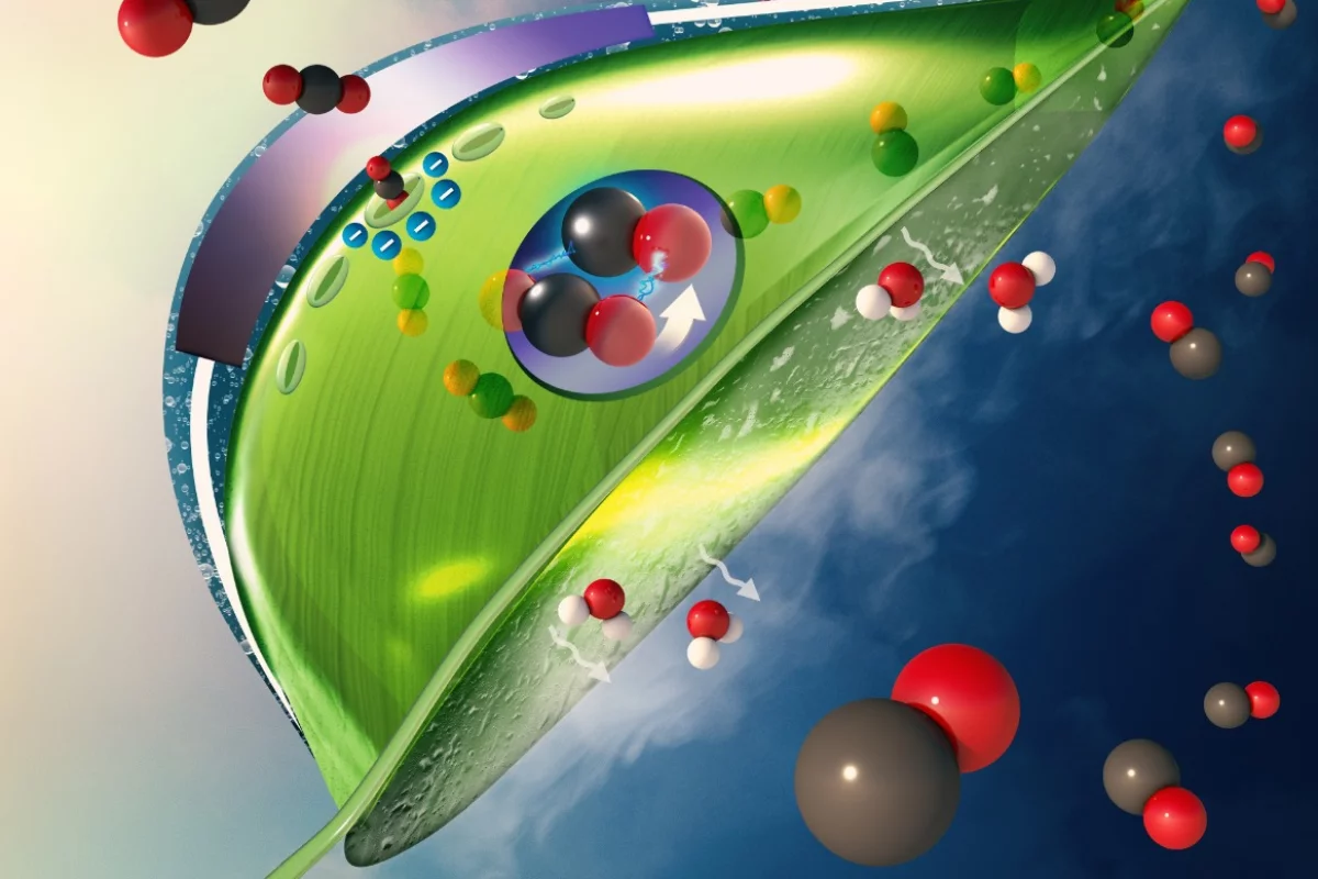 University of Illinois Chicago scientists have developed a new "artificial leaf" system to capture CO2