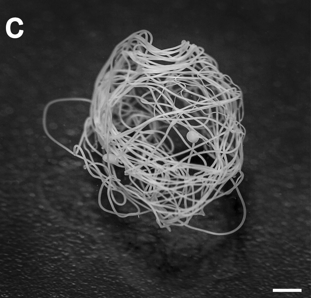 A new process developed by Swedish researchers using bacteria and spider silk proteins that mimics natural spinning production has provided the means to produce kilometer-long lengths of artificial web material
