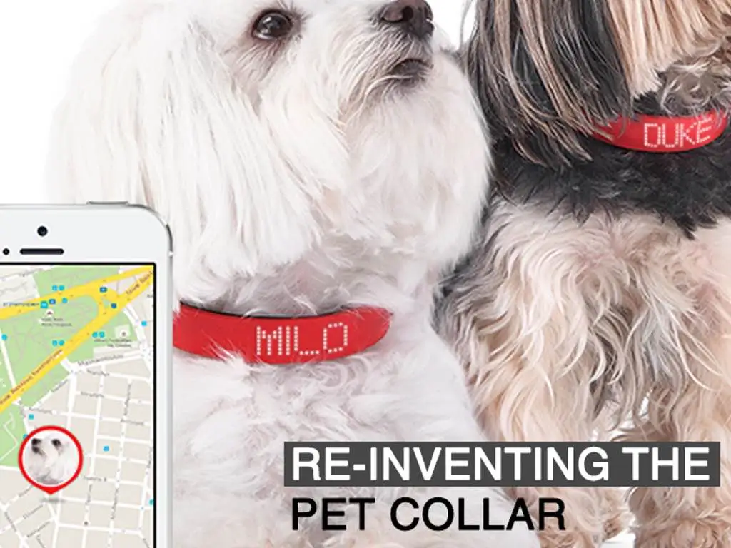 The collar requires a US$4.99 monthly cell plan payment