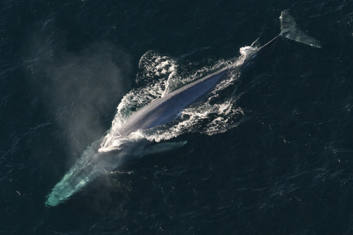 Scientists have captured the first ever heart rate data of a blue whale