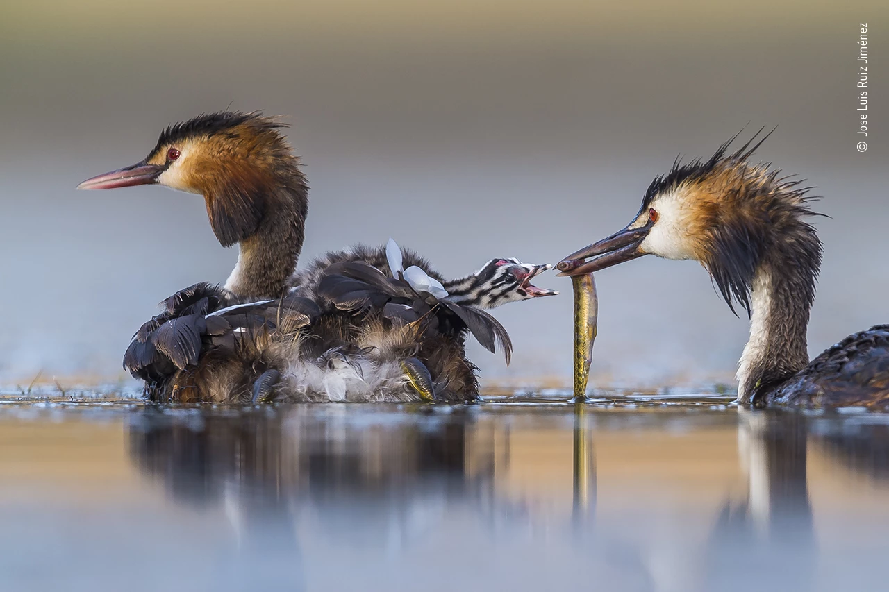 Winner in the Behaviour: Birds category - Great Crested Sunrise"After several hours up to his chest in water in a lagoon near Brozas, in the west of Spain, Jose Luis captured this intimate moment of a great crested grebe family. His camera floated on a U-shaped platform beneath the small camouflaged tent that also hid his head. The grebes are at their most elegant in the breeding season–ornate plumage, crests on their heads, neck feathers that they can fan into ruffs, striking red eyes and pink-tinged bills. They build a nest of aquatic plant material, often among reeds at the edge of shallow water. To avoid predators, their chicks leave the nest within a few hours of hatching, hitching a snug ride on a parent’s back. Here the backlings will live for the next two to three weeks, being fed as fast as their parents can manage. Even when a youngster has grown enough to be able to swim properly, it will still be fed, for many more weeks, until it fledges. This morning, the parent on breakfast duty –after chasing fish and invertebrates under water–emerged with damp feathers and a tasty meal, just when not a breath of wind rippled the water and the stripy-headed chick stretched out of its sanctuary, open‑beaked, to claim the fish. In soft light and muted reflections, Jose Luis was able to reveal the fine detail of these graceful birds and their attentive parental care."