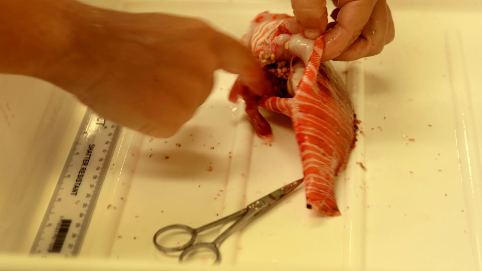 Lionfish eat so much that they often develop fatty liver disease