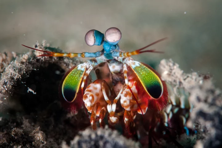 The mantis shrimp is one of the marine animals that provided inspiration for a new underwater navigation system that relies on polarized light
