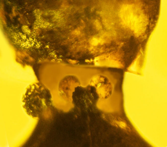 Among the other features of interest to the researchers are glands on the neck that secrete some sort of deposit, most likely a chemical to deter predators