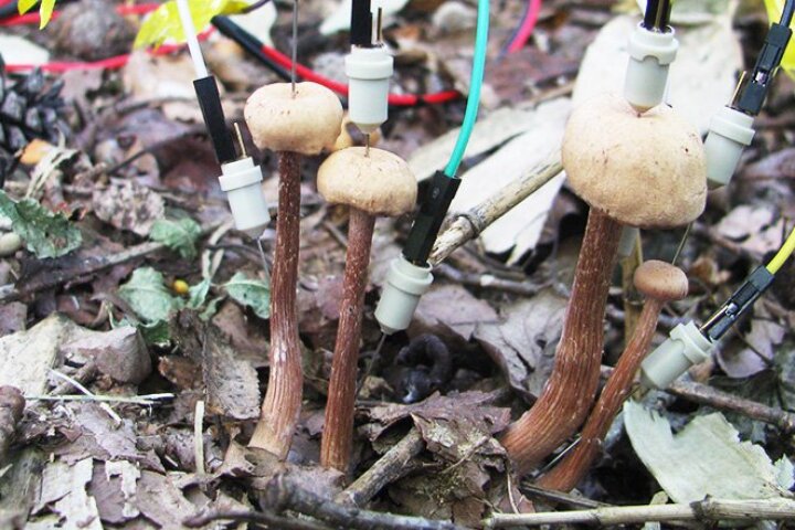 Researchers have attached electrodes to mushrooms in the forest to measure their communication signals, and found they talk more after rain