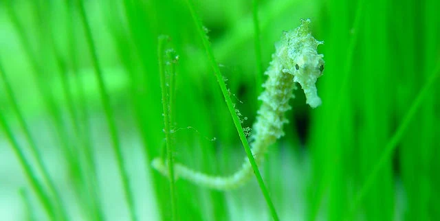 A seahorse