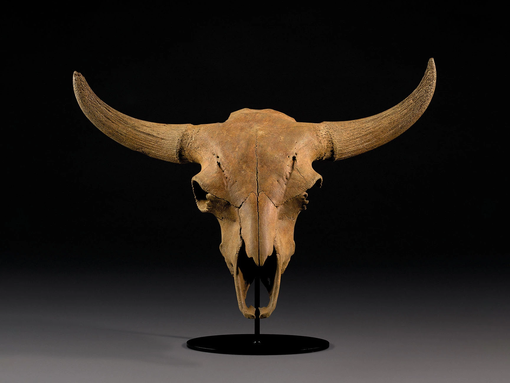 Fossil of Steppe Bison Skull | Sold for: $8,936 (£6,875) by Christie's on October 28, 2020