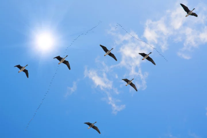 The ICARUS program plans to uses tagged animals to learn more about biodiversity, plus much more