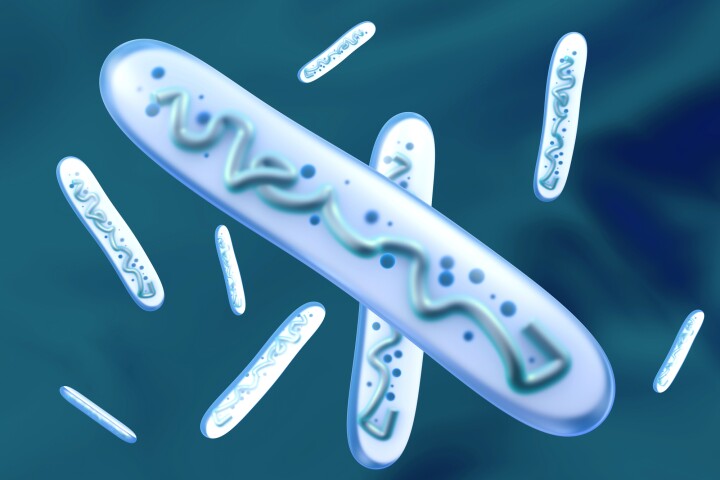 A reduction in Lactobacillus, a common gut bacteria, triggers an immune response that can cause depression and anxiety, research has shown