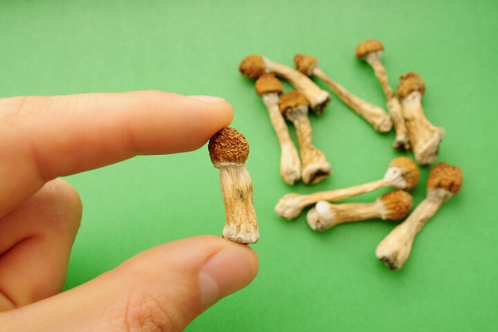 The psilocybin in Psilocybe cubensis mushrooms, aka magic mushrooms, has shown great promise in many clinical trials