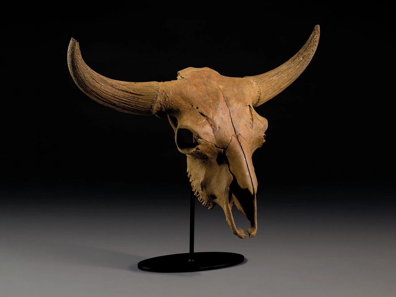 Fossil of Steppe Bison Skull | Sold for: $8,936 (£6,875) by Christie's on October 28, 2020