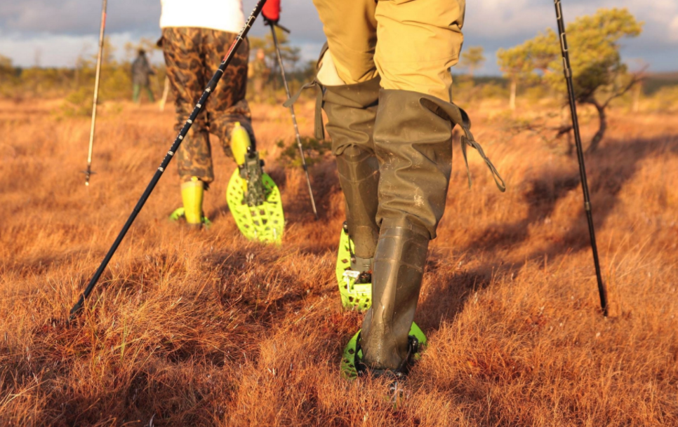 A closer look at the Morpho Trimoor doing its thing on warm, boggy ground