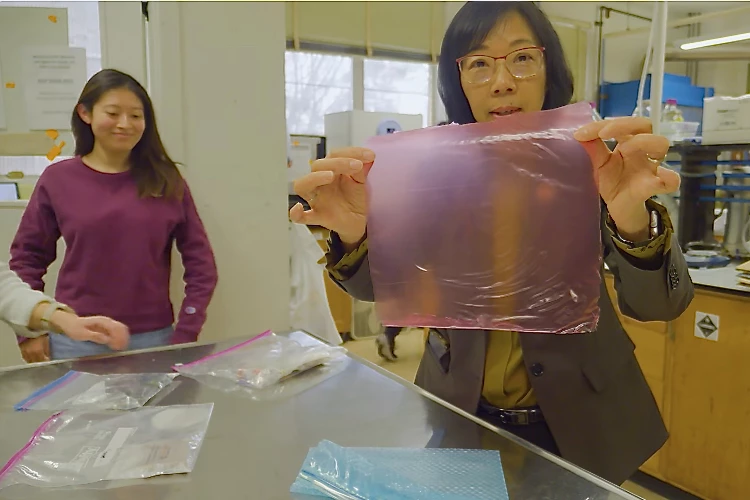Lead scientist Prof. Yanyun Zhao with a sheet of the film that would coat vineyard grapes
