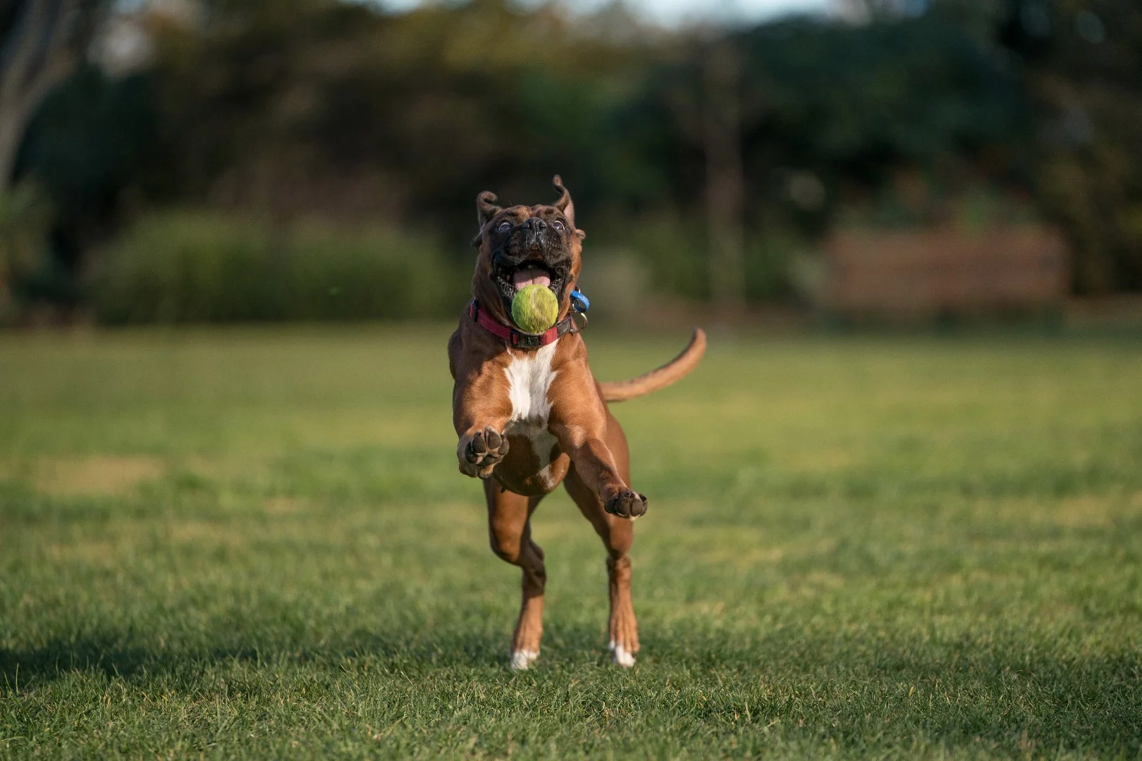 Sony a9 sample shot: ISO 100, f/2.8, 1/1600 sec