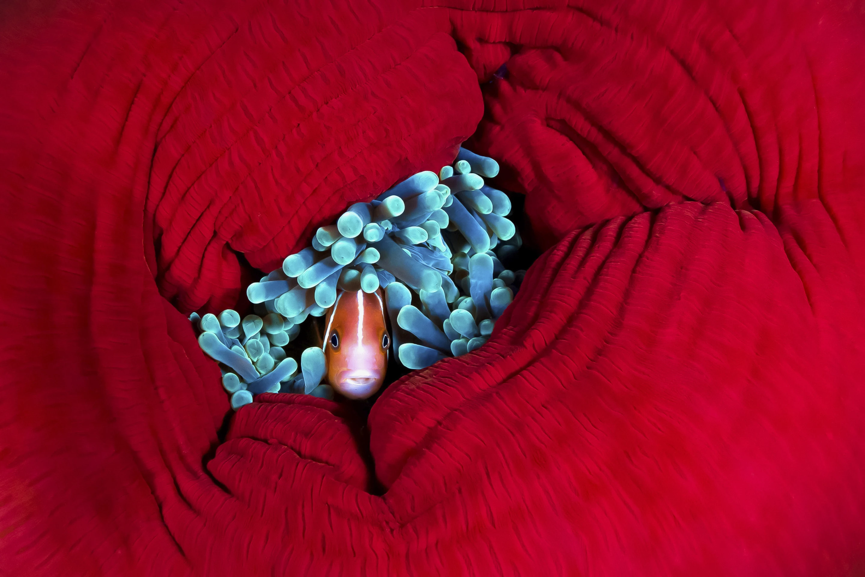 Honorable Mention, Water. An anemonefish shelters in the tentacles of a closed up reef anemone.