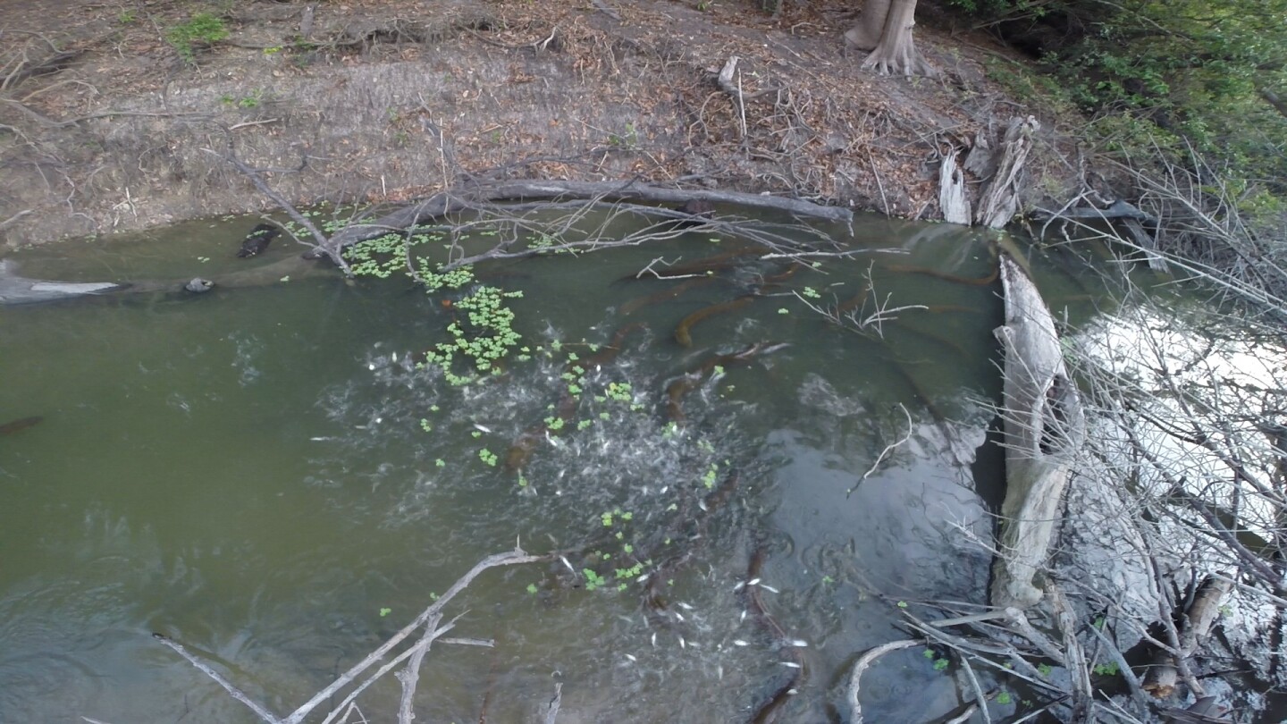 The eels launch their attack, causing the tetras to jump out of the water