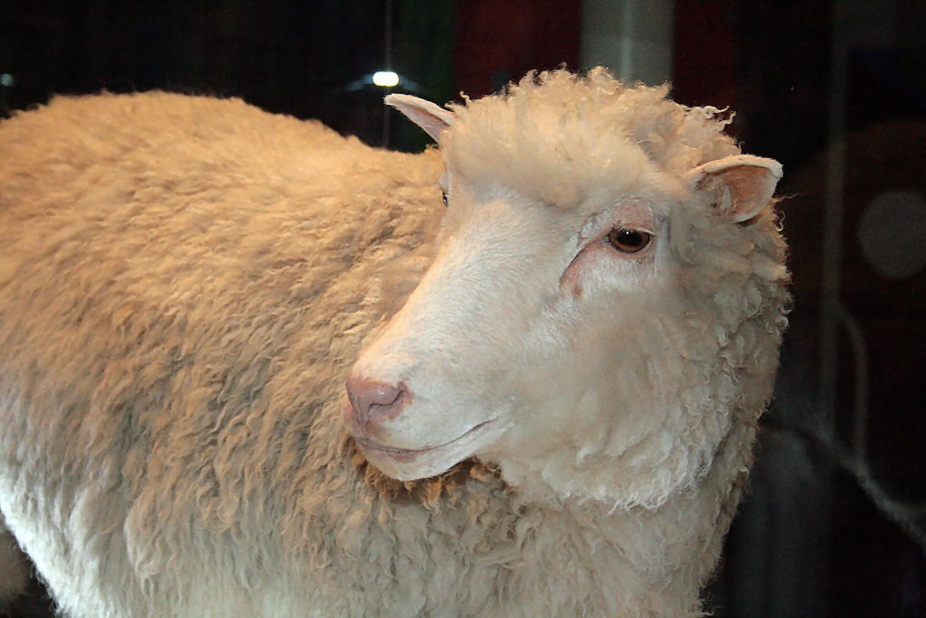 Dolly the first cloned mammal (Photo: Toni Barros via Wikipedia CC 2.0)