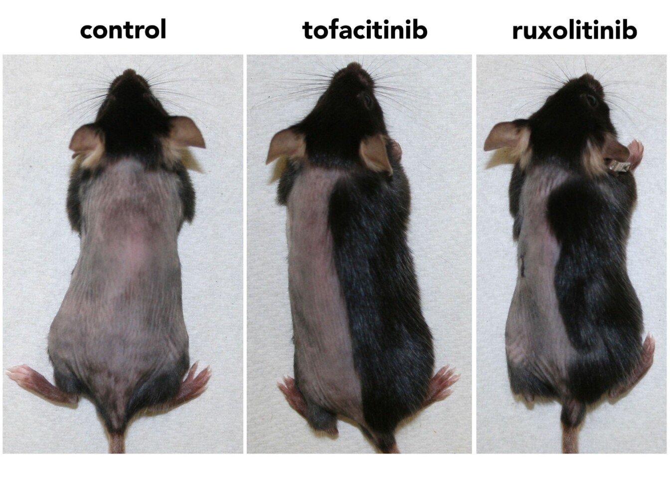 Within three weeks, mice treated with the enzyme inhibitors had regrown nearly all their hair (the drugs were applied to only the right side of the mice)