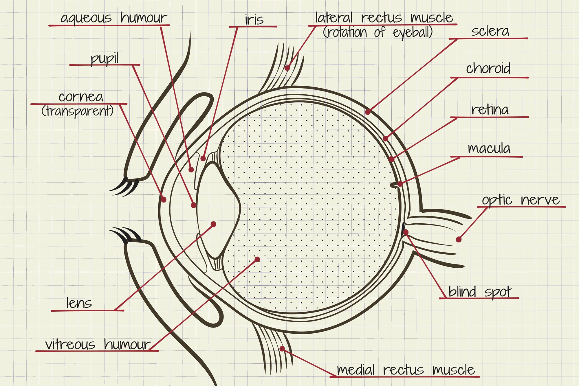 Solar panels in your eyeballs: Self-powered bionics are on the way