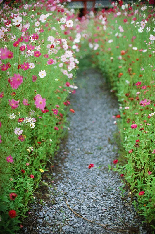 These sample images released by Kodak highlight the features of the new Ektachrome E100 film