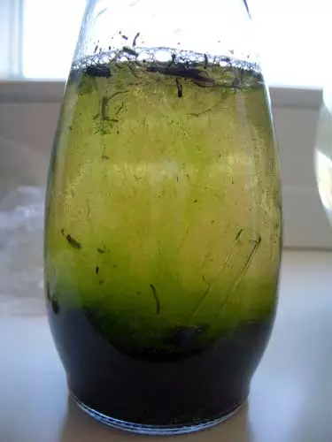 A small home-made closed ecosystem