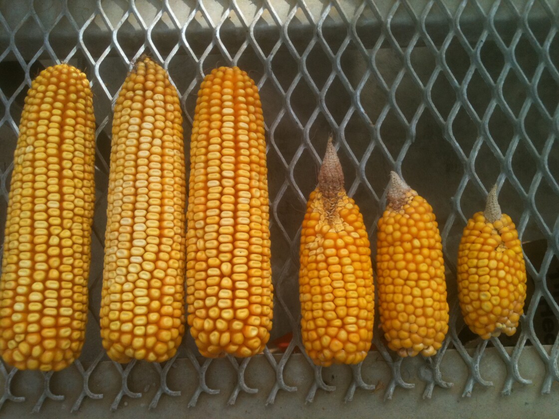 MSU's water-saving membranes dramatically improved corn yields during this summer's drought (Photo: MSU)