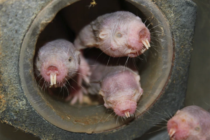 New research has found that naked mole-rats can survive in low-oxygen environments by resorting to a metabolic process previously only thought possible in plants