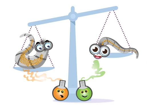 Cartoon image showing the effect of scents on lipid storage in the laboratory worm C. elegans.