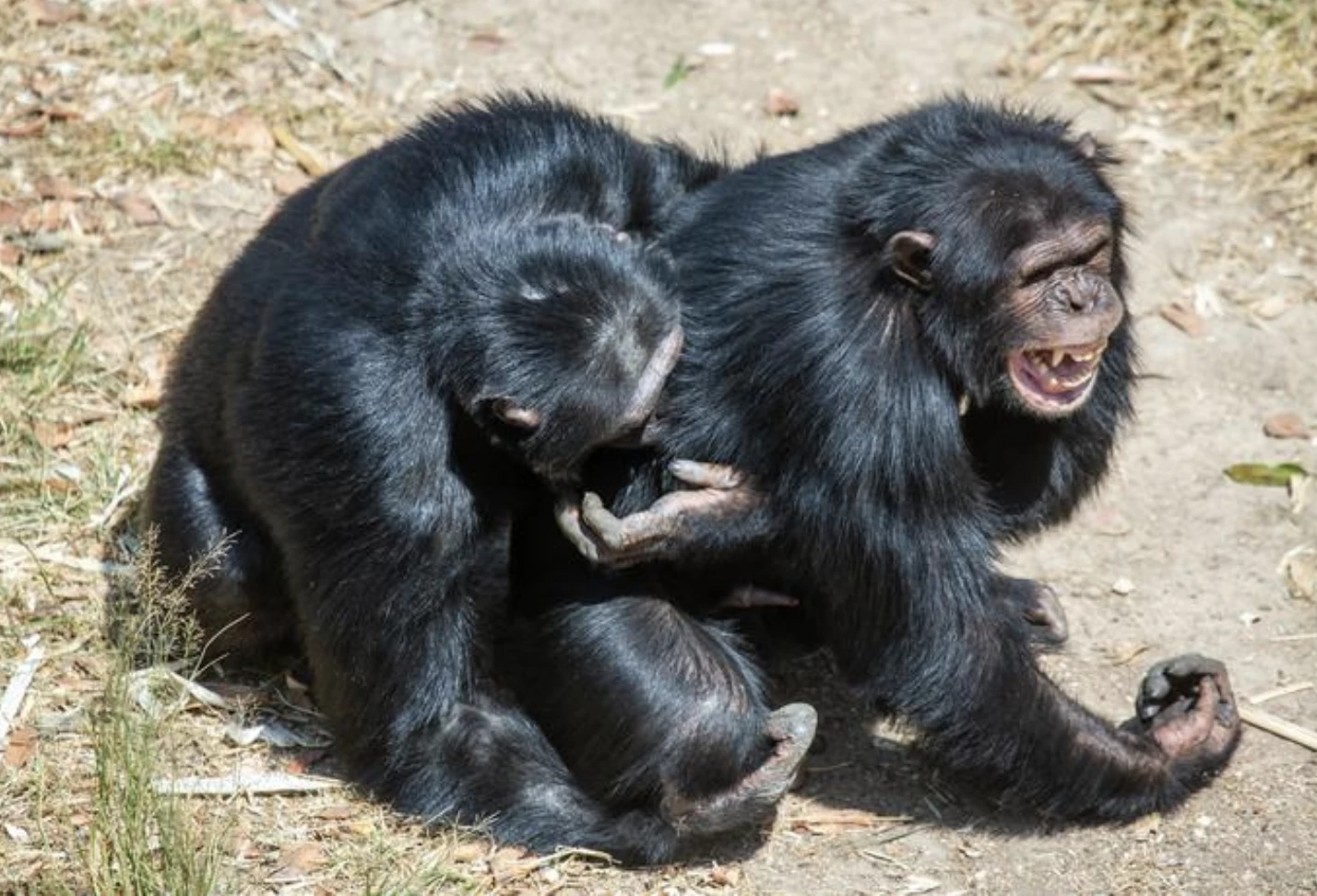 Male chimpanzee embracing and body kissing his close male ally following social tension