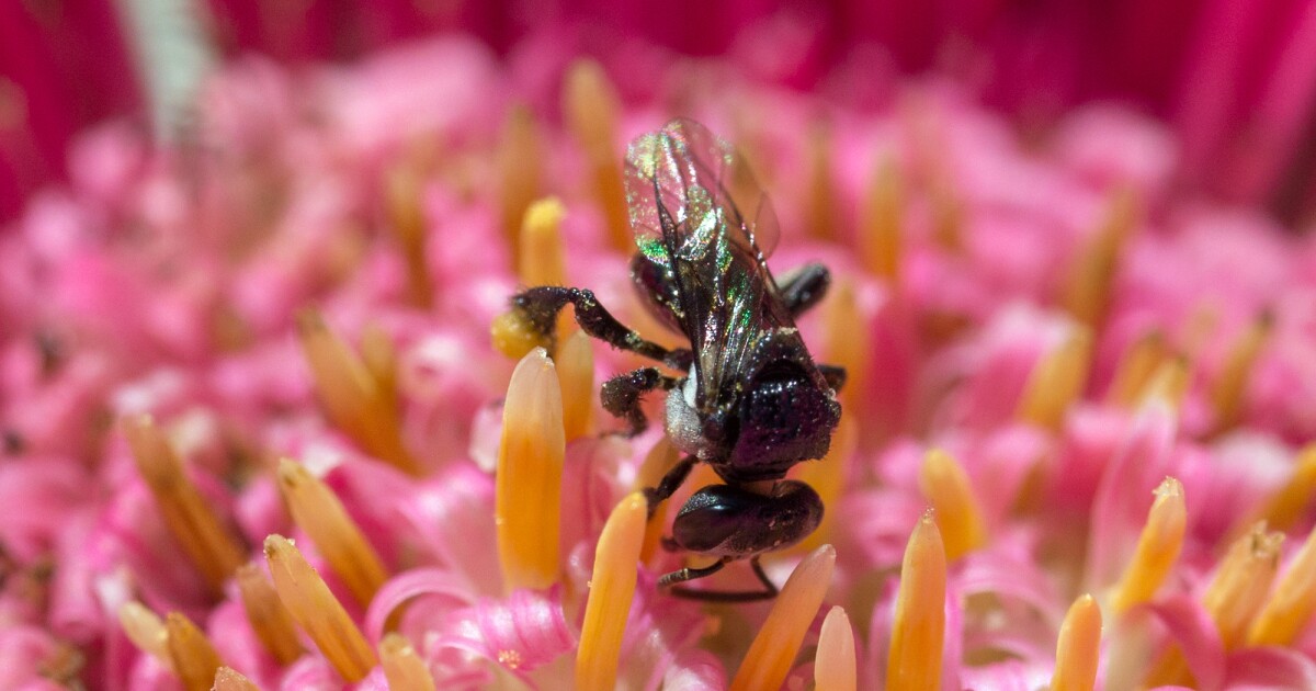 Australian stingless bee honey fights bacteria and fungi Australian stingless bee honey fights bacteria and fungi