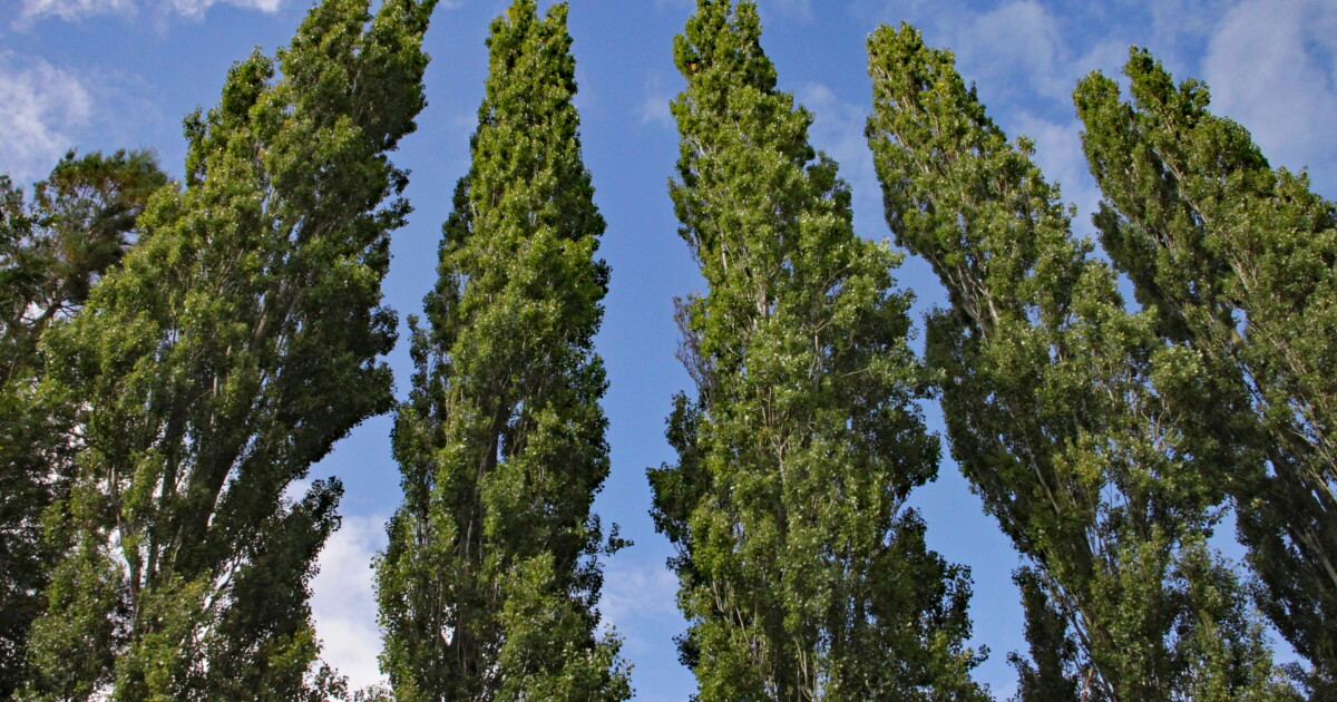 Trees Use Muscle-Like Wood to Correct Their Growth, Researchers Find