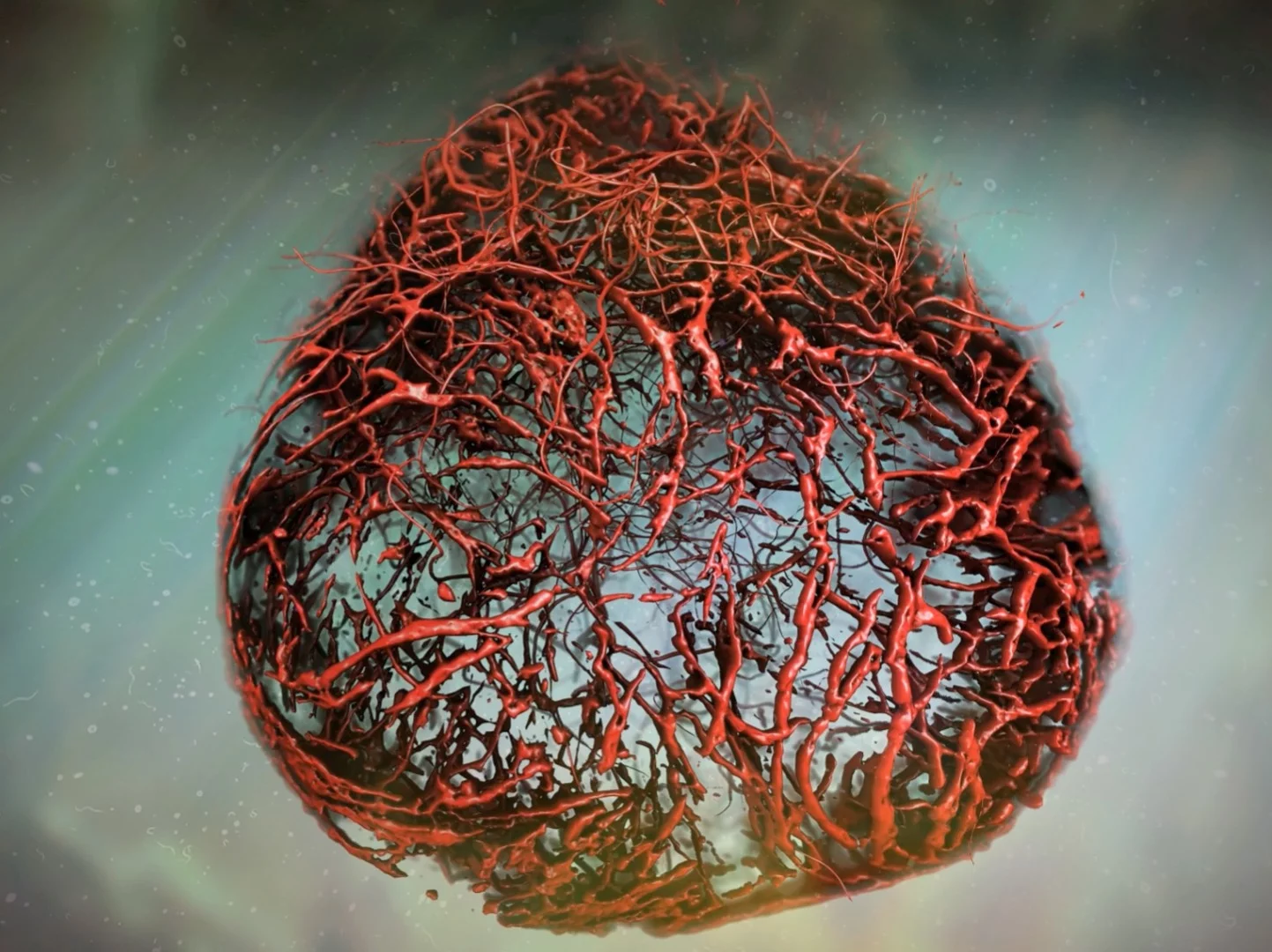 Stem cell researchers have grown human blood vessels in the lab, allowing for risk-free experimentation on live human tissue