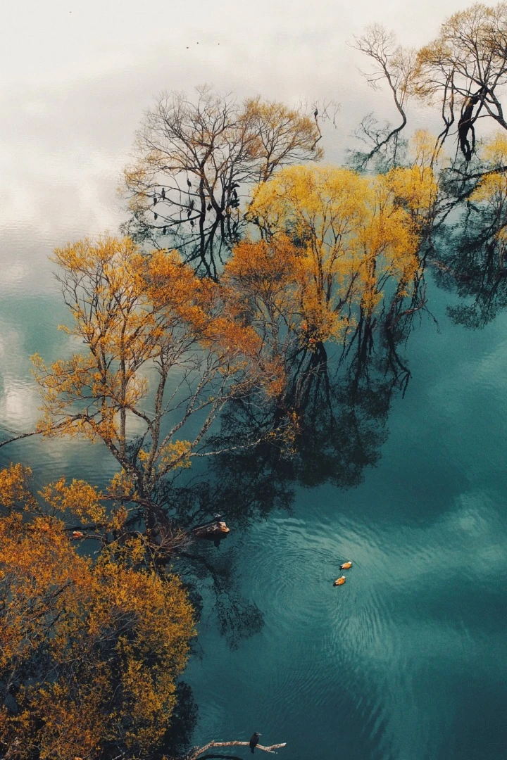 A People's Choice winner. Birds and trees in Huanglongtan