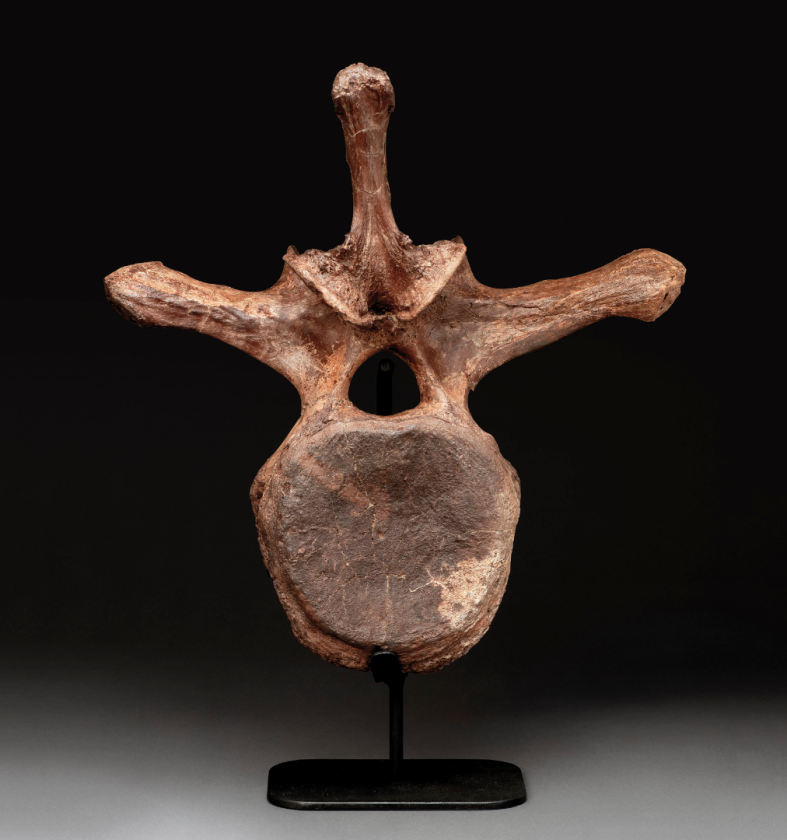 Triceratops Vertebra | Price: $7,142 (£5,625) | Auction Link | The massive three-horned Triceratops dinosaur lived in North America in the period from 68 million years ago until the Cretaceous–Paleogene extinction event 66 million years ago. This Triceratops vertebra was found in the Hell Creek Formation in Montana and is 19 ½ inches (49.5cm) tall.